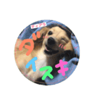 チワックスのティアラ（個別スタンプ：4）