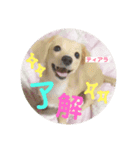 チワックスのティアラ（個別スタンプ：5）