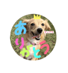チワックスのティアラ（個別スタンプ：6）