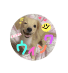 チワックスのティアラ（個別スタンプ：8）