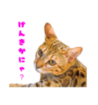 opan.com（個別スタンプ：5）