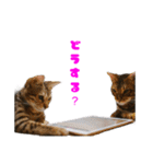 opan.com（個別スタンプ：8）