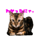 opan.com（個別スタンプ：13）