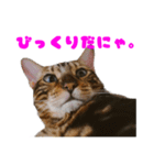 opan.com（個別スタンプ：17）