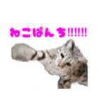 opan.com（個別スタンプ：22）