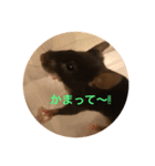 我が家のドタバタペット1（個別スタンプ：2）