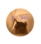 我が家のドタバタペット1（個別スタンプ：4）