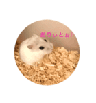 我が家のドタバタペット1（個別スタンプ：5）