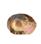 我が家のドタバタペット1（個別スタンプ：8）