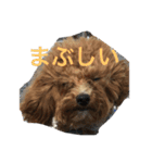 まろわた（個別スタンプ：1）