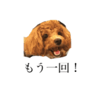 まろわた（個別スタンプ：2）
