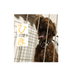 私の愛犬。（個別スタンプ：4）