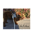 私の愛犬。（個別スタンプ：5）