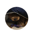 私の愛犬。（個別スタンプ：6）