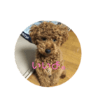 私の愛犬。（個別スタンプ：8）