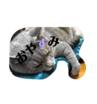 橋本家のネコたち（個別スタンプ：8）
