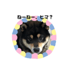 黒柴ルルくん。（個別スタンプ：1）