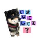 黒柴ルルくん。（個別スタンプ：2）