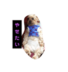 ポポちゃん・しずくちゃんの気持ち（個別スタンプ：8）