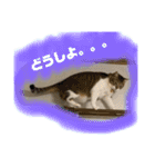 Jerry's Apo.（個別スタンプ：6）