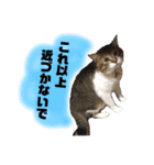 Jerry's Apo.（個別スタンプ：7）