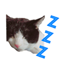 Jerry's Apo.（個別スタンプ：9）