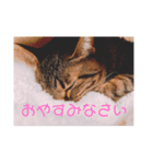 ねこちゃんの気持ち（個別スタンプ：1）