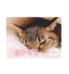 ねこちゃんの気持ち（個別スタンプ：2）