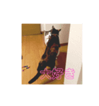 ねこちゃんの気持ち（個別スタンプ：4）