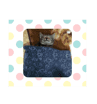 ねこちゃんの気持ち（個別スタンプ：7）