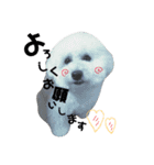 4わんfamily.comパート2（個別スタンプ：16）