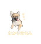 マルマルマルスタンプ（個別スタンプ：2）