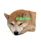 柴犬サーくん4飛ばして5（個別スタンプ：1）