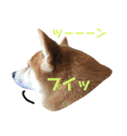 柴犬サーくん4飛ばして5（個別スタンプ：2）