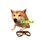 柴犬サーくん4飛ばして5（個別スタンプ：3）