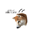 柴犬サーくん4飛ばして5（個別スタンプ：4）