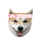 柴犬サーくん4飛ばして5（個別スタンプ：5）