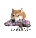 柴犬サーくん4飛ばして5（個別スタンプ：6）