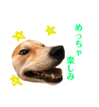 柴犬サーくん4飛ばして5（個別スタンプ：7）