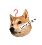 柴犬サーくん4飛ばして5（個別スタンプ：8）