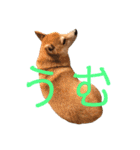 柴犬サーくん4飛ばして5（個別スタンプ：9）