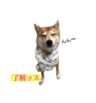 柴犬サーくん4飛ばして5（個別スタンプ：10）