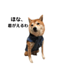 柴犬サーくん4飛ばして5（個別スタンプ：11）