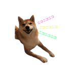 柴犬サーくん4飛ばして5（個別スタンプ：13）