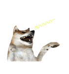 柴犬サーくん4飛ばして5（個別スタンプ：14）