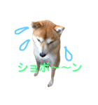 柴犬サーくん4飛ばして5（個別スタンプ：15）