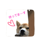 柴犬サーくん4飛ばして5（個別スタンプ：16）