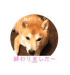 柴犬サーくん4飛ばして5（個別スタンプ：17）