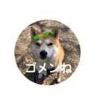 柴犬サーくん4飛ばして5（個別スタンプ：18）