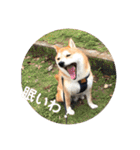 柴犬サーくん4飛ばして5（個別スタンプ：19）